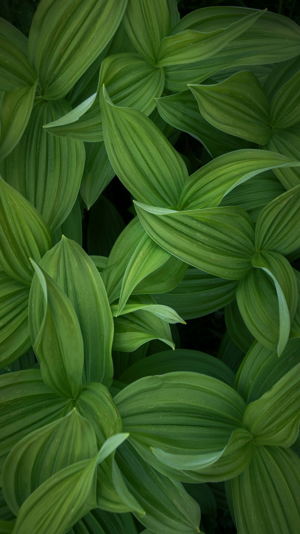 Las hojas verdes se plantan durante el día