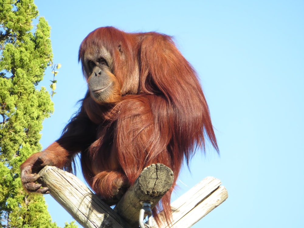 brown monkey on brown wooden stick during daytime