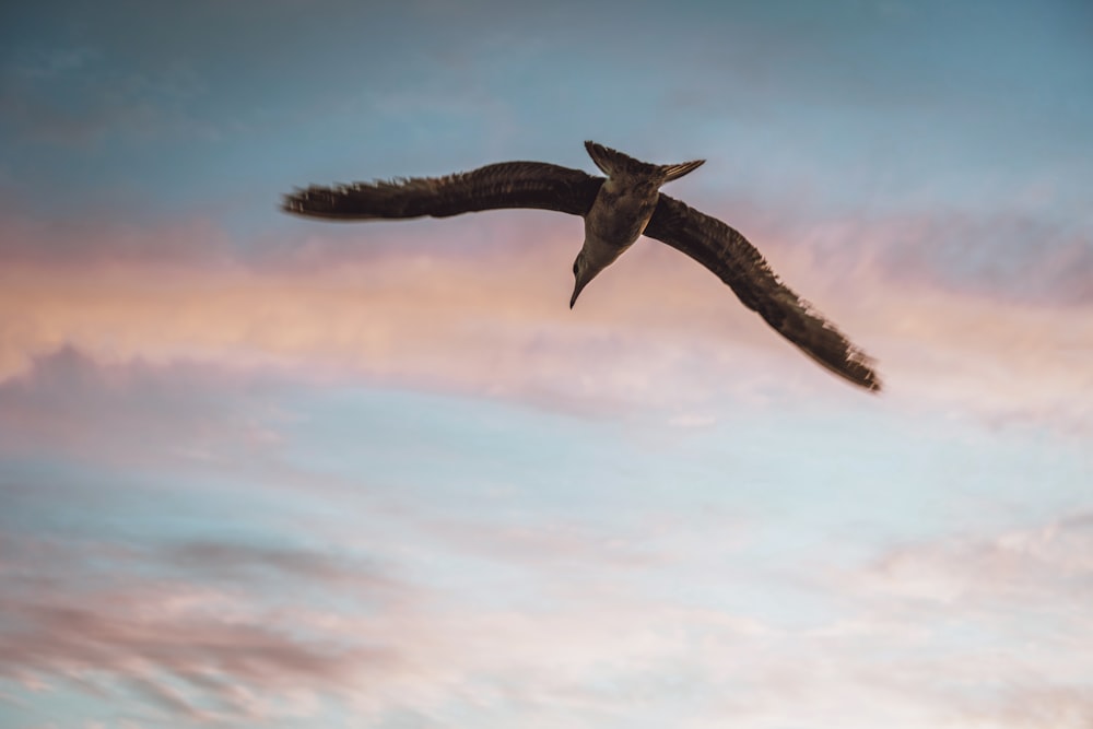 black and white bird flying under cloudy sky during daytime