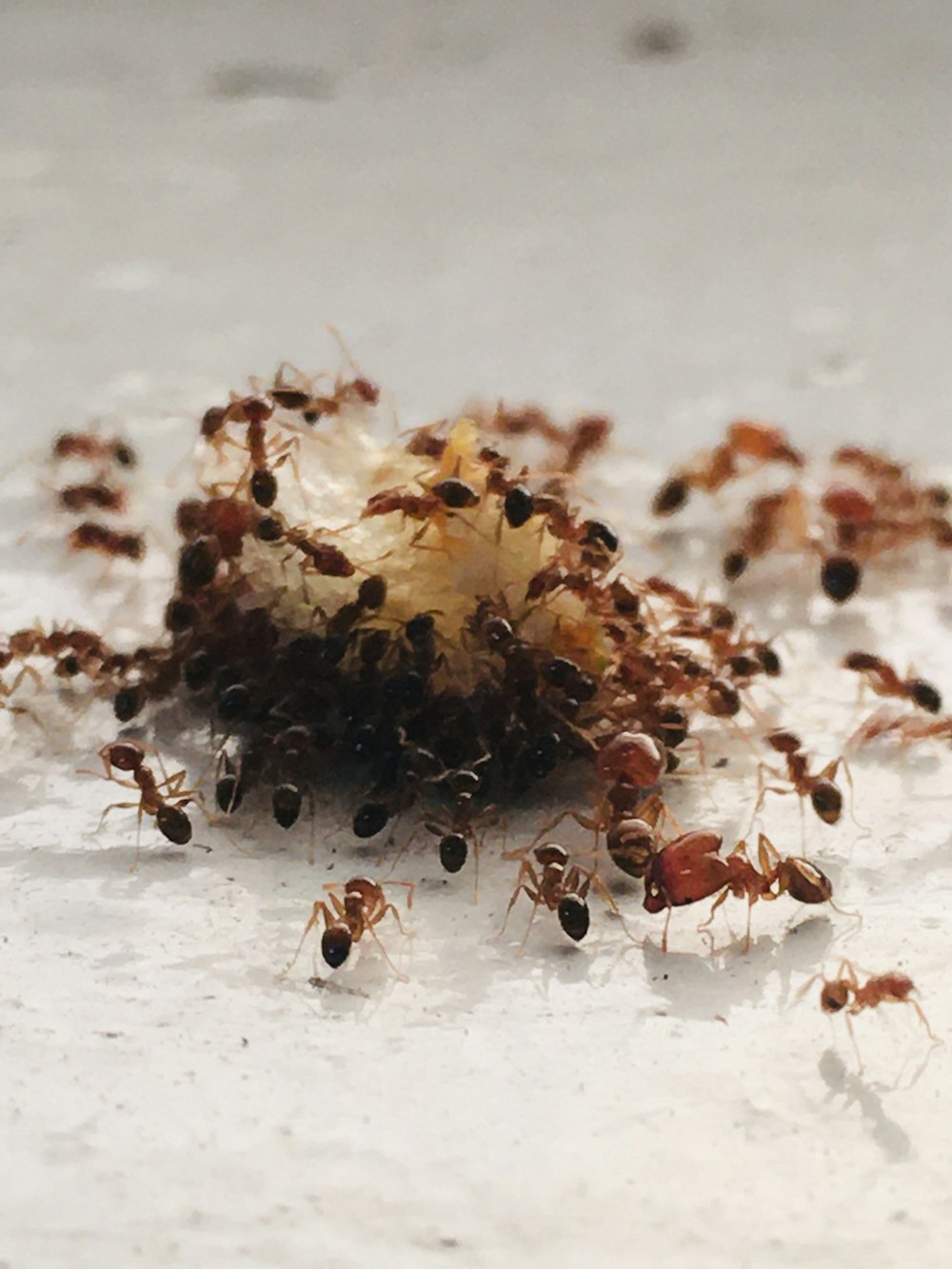 brown and black ant on white surface