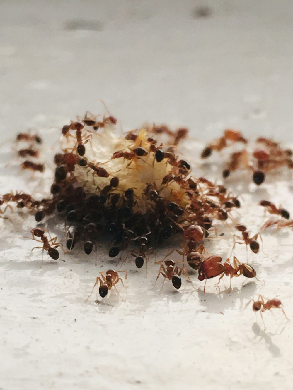 fourmi brune et noire sur une surface blanche