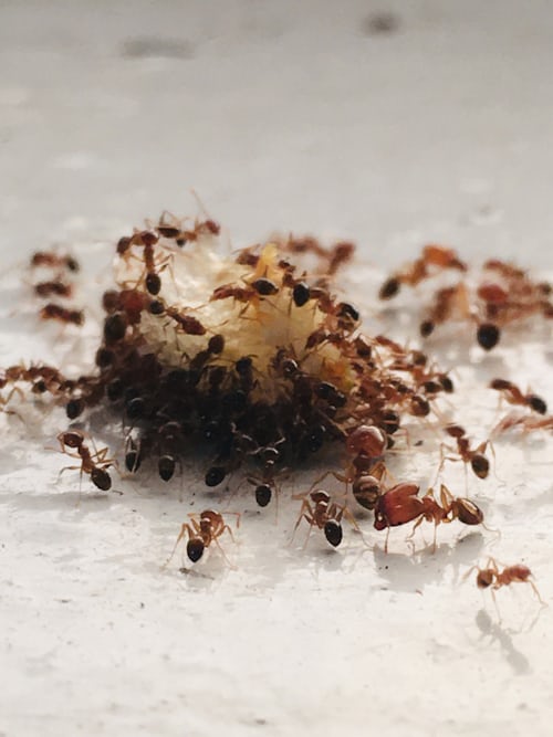 What Initially Attracts Sugar Ants?