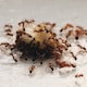 Formigas e alimentos - brown and black ant on white surface