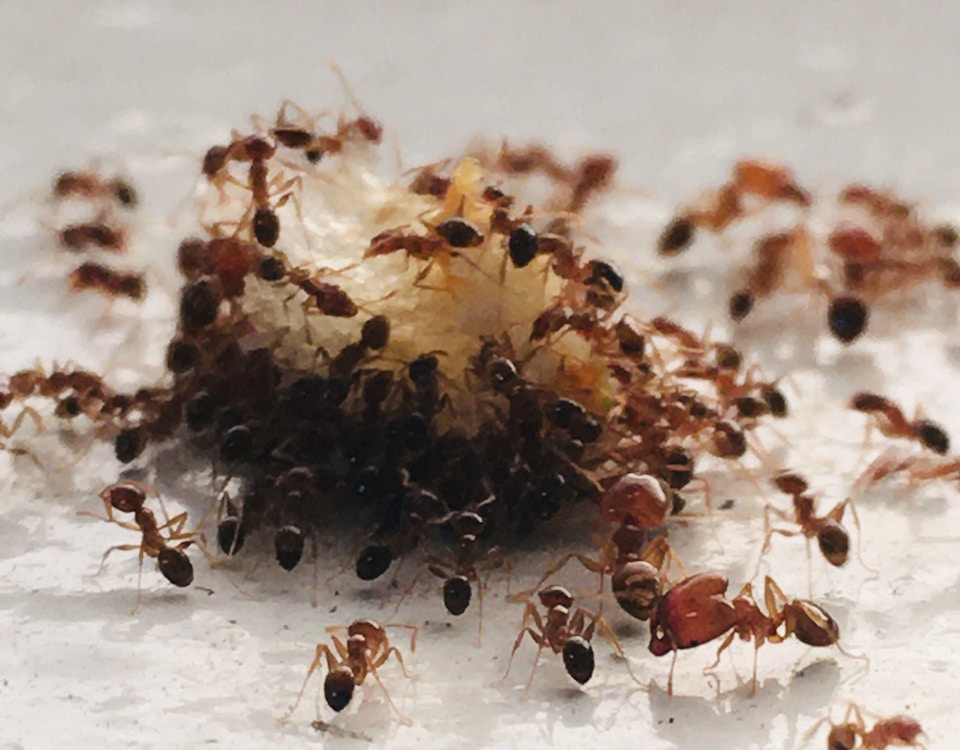 Formigas e alimentos - brown and black ant on white surface