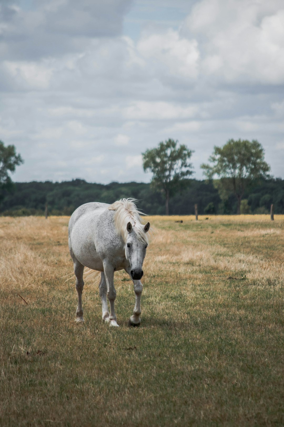 white horse on green grass field during daytime