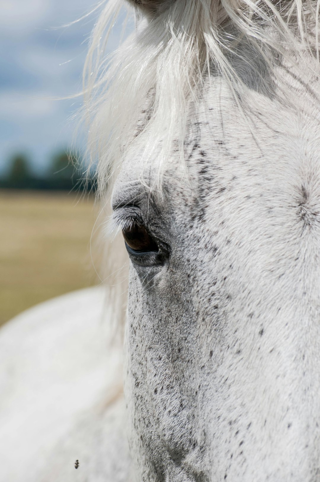 white horse head during daytime