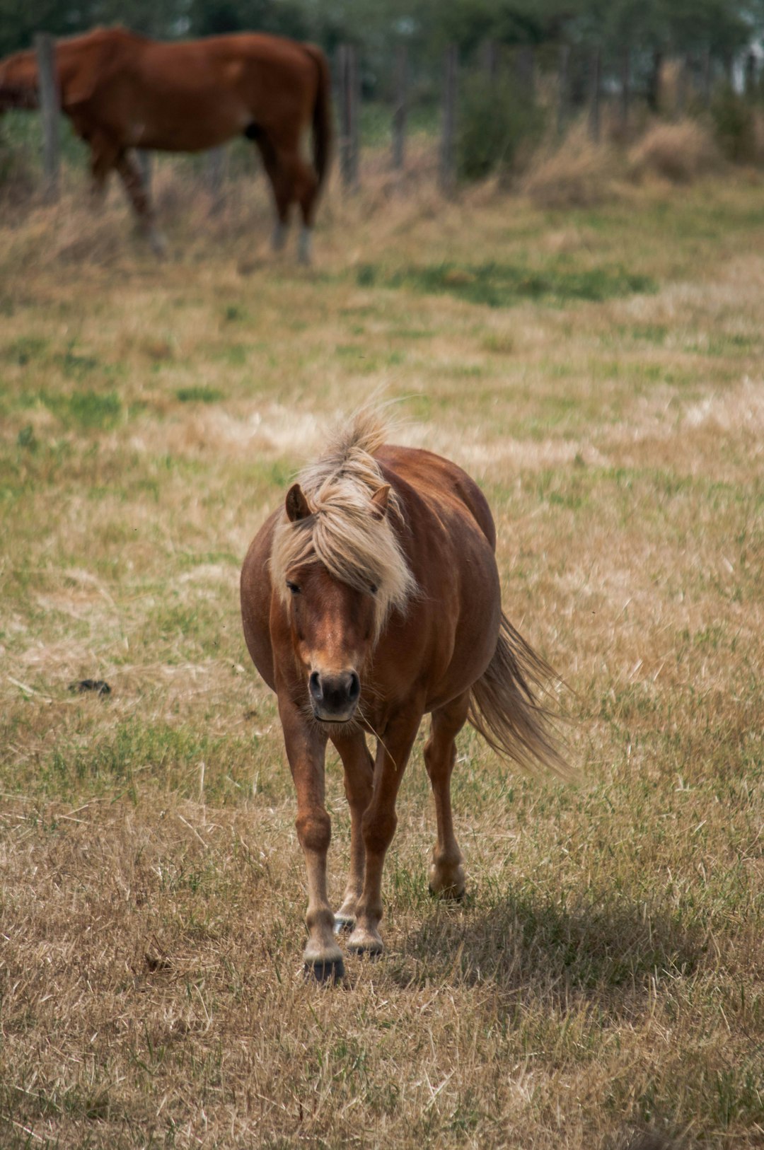 brown horse on brown grass field during daytime