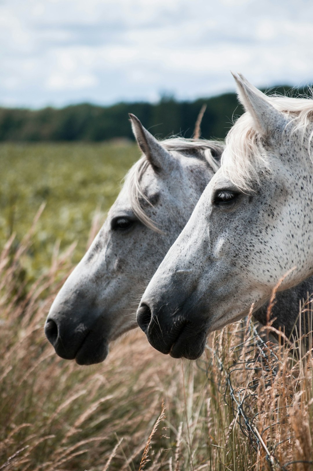 white horse eating grass during daytime