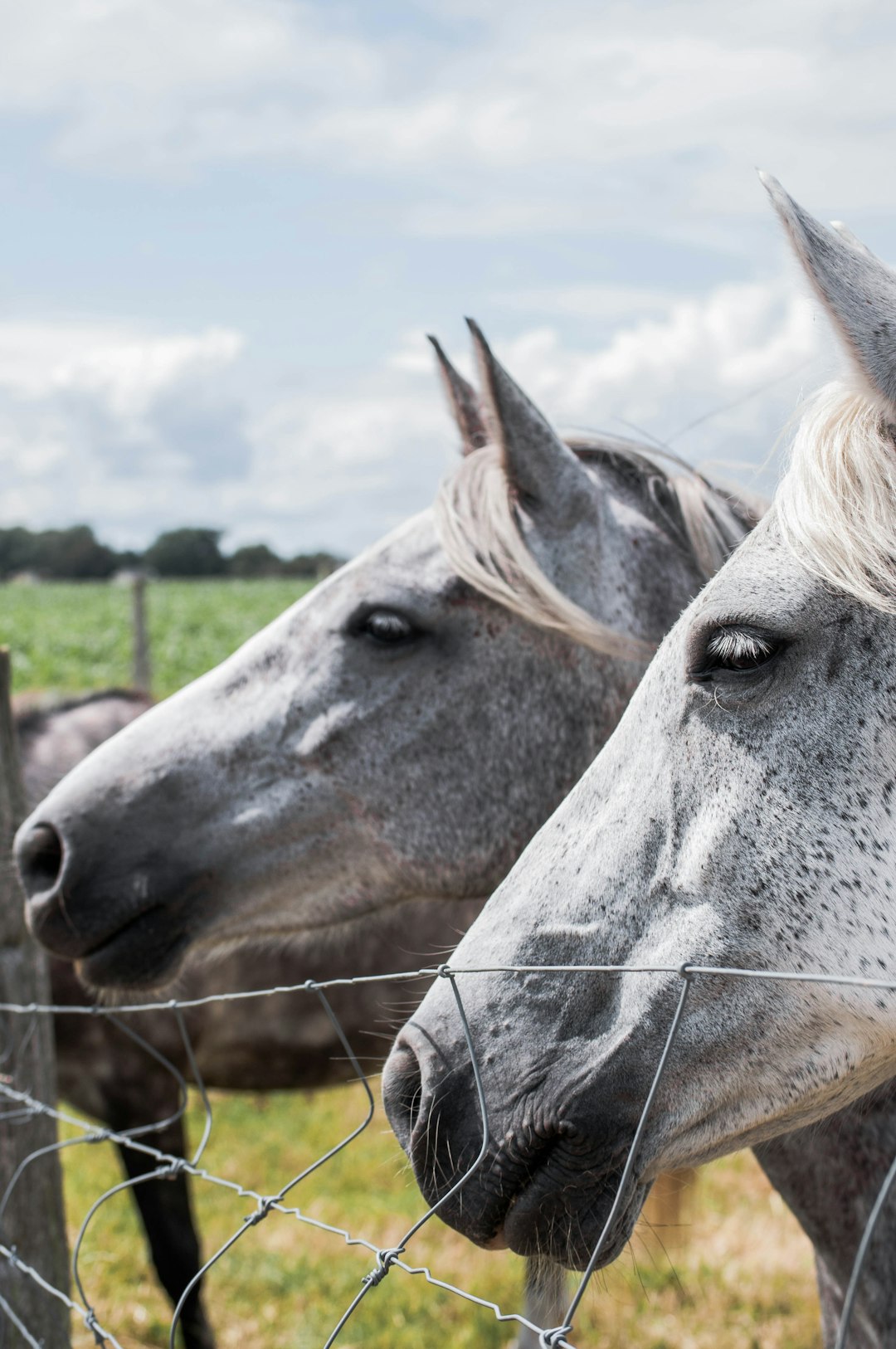 grey horse eating grass during daytime