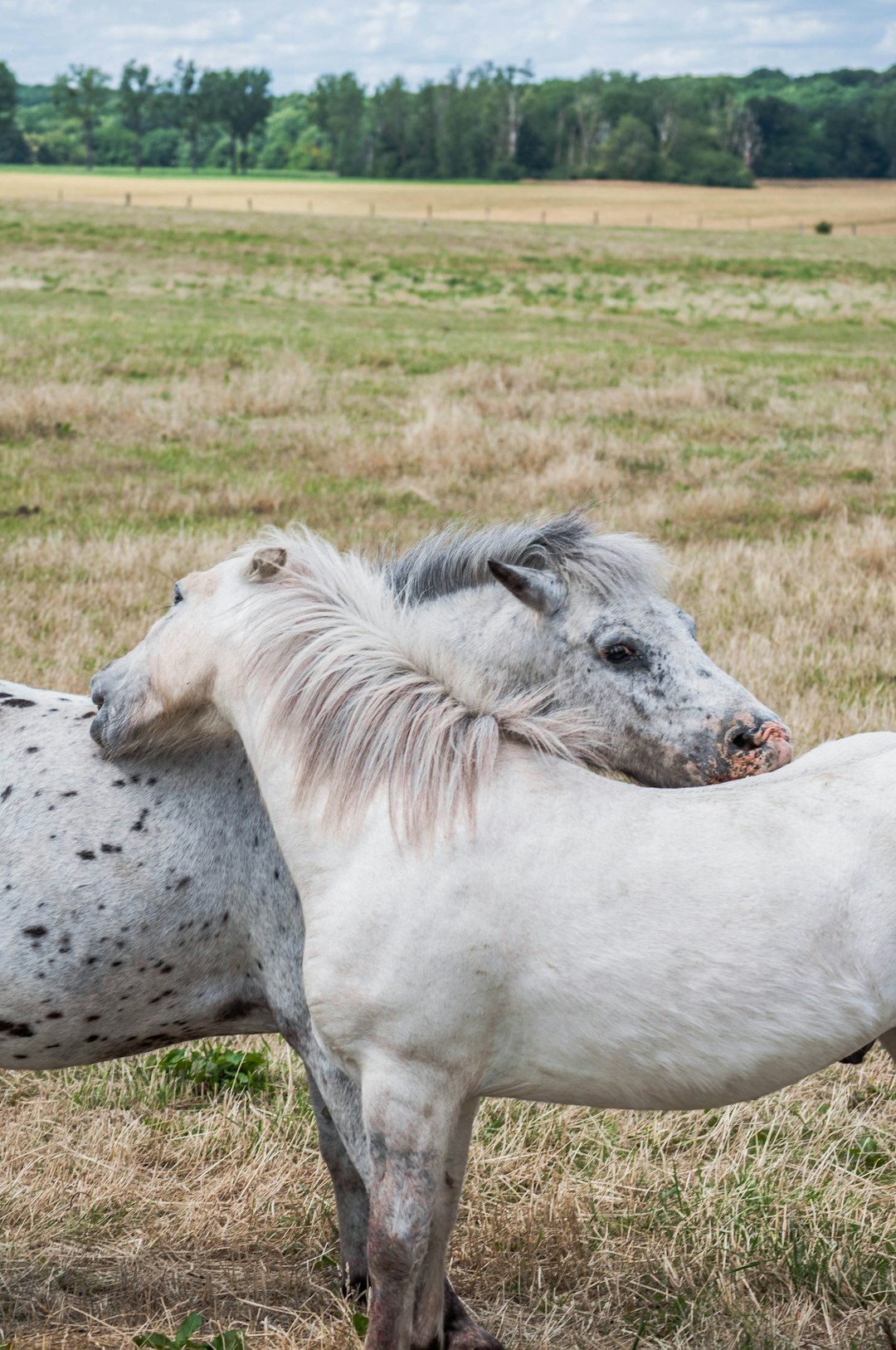 white horse on green grass field during daytime