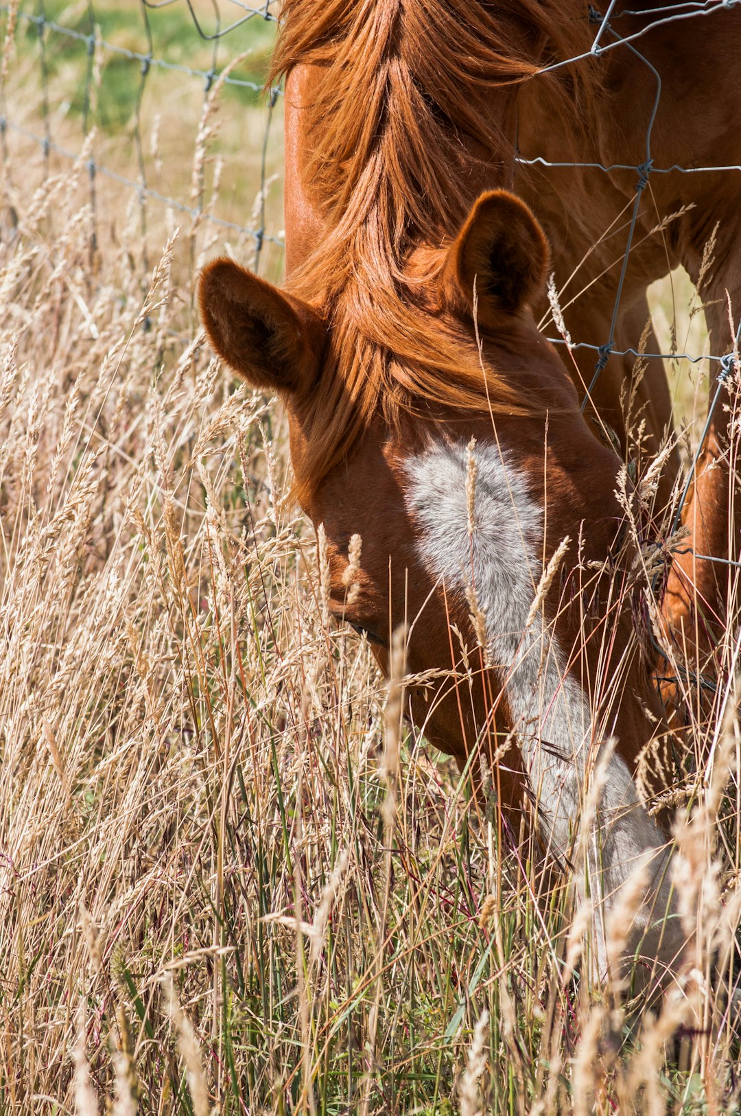 brown and white horse on brown grass field during daytime