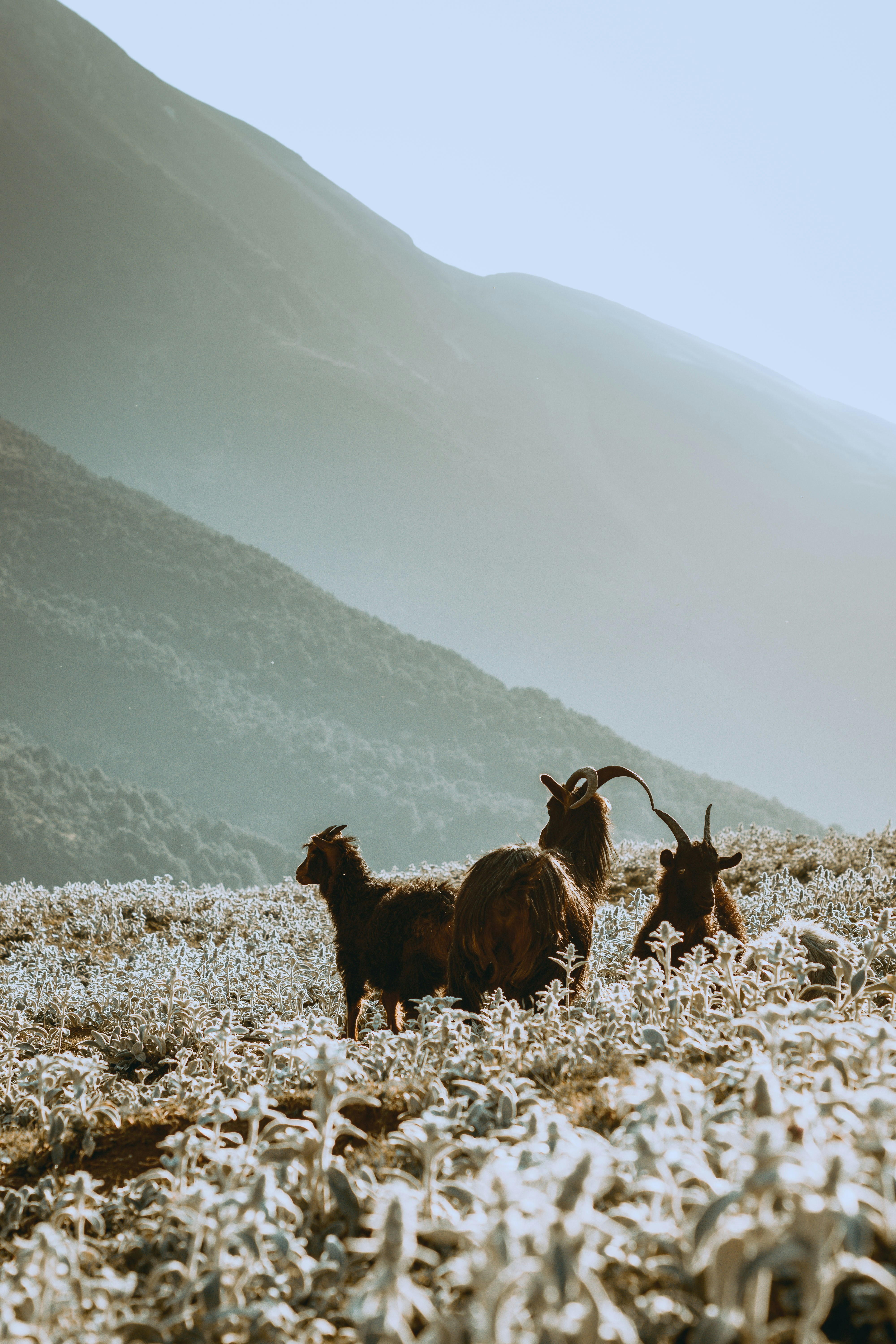 brown 4 legged animal on snow covered ground during daytime