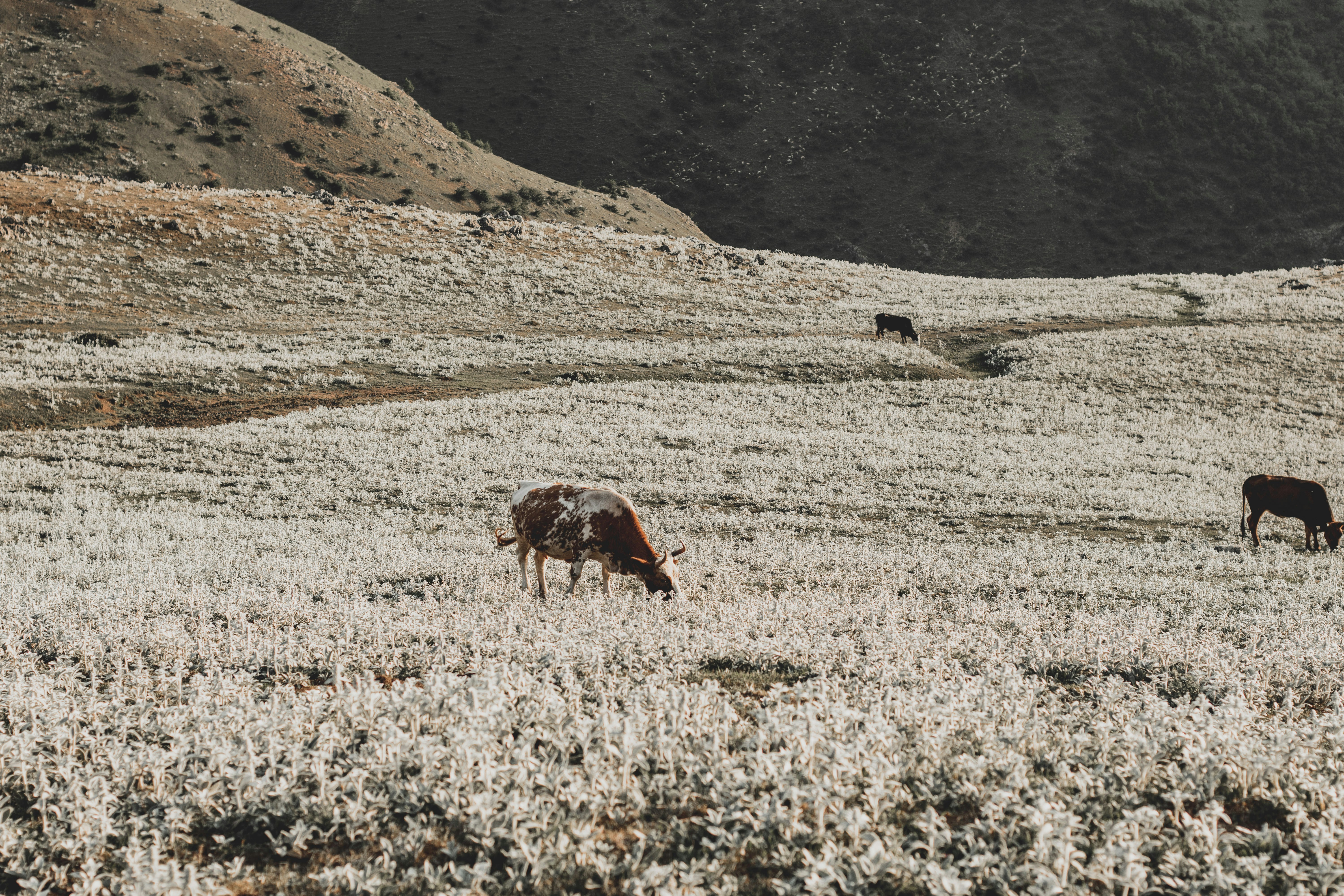 Photo by amirriazipour