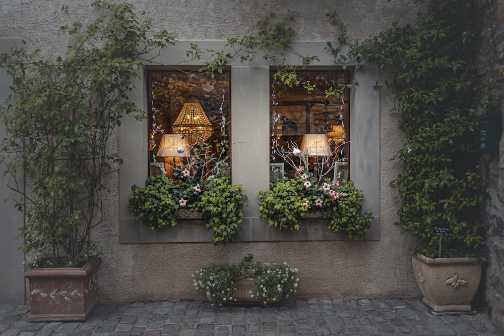 green plant on brown wooden window