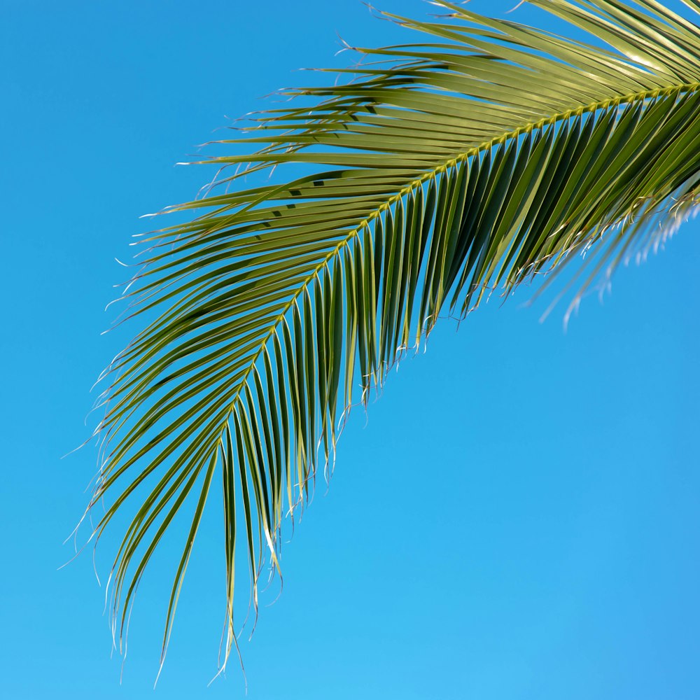 green palm tree under blue sky during daytime