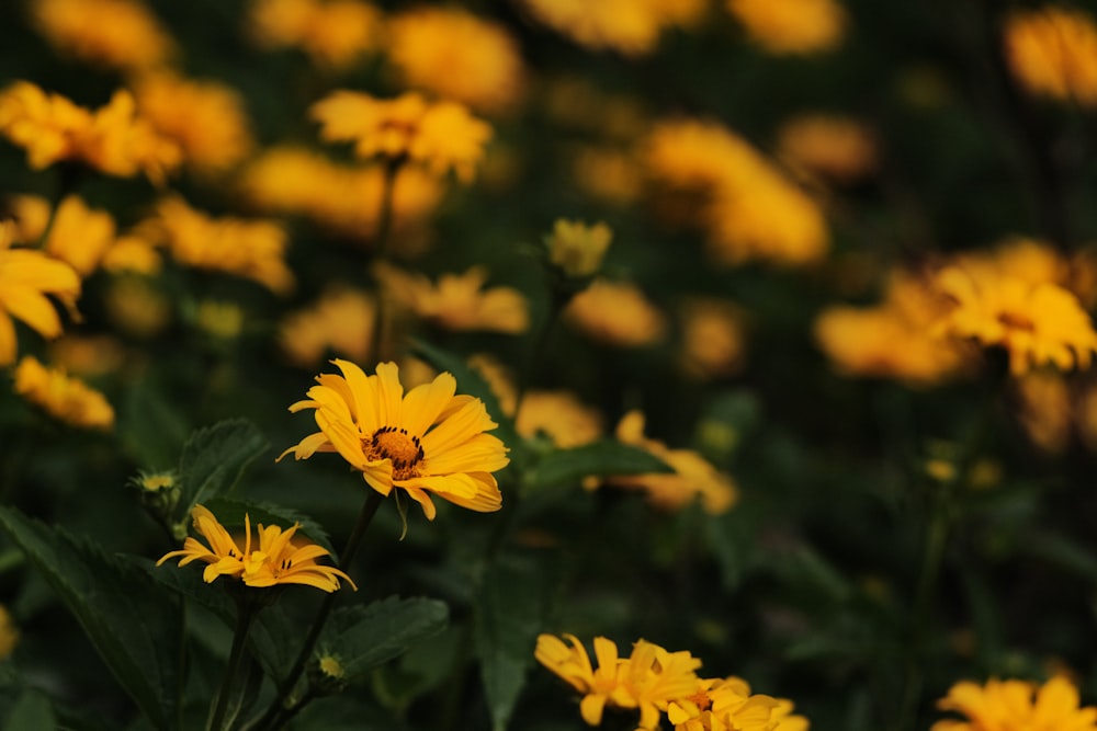 yellow flower in tilt shift lens