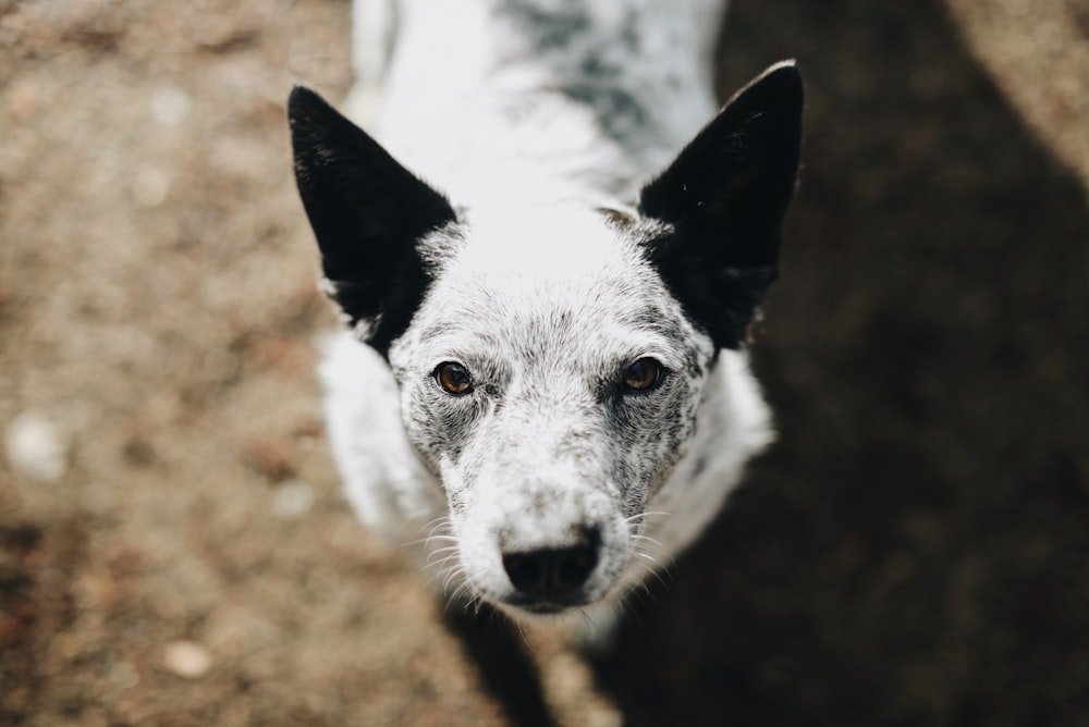 white and black short coated dog