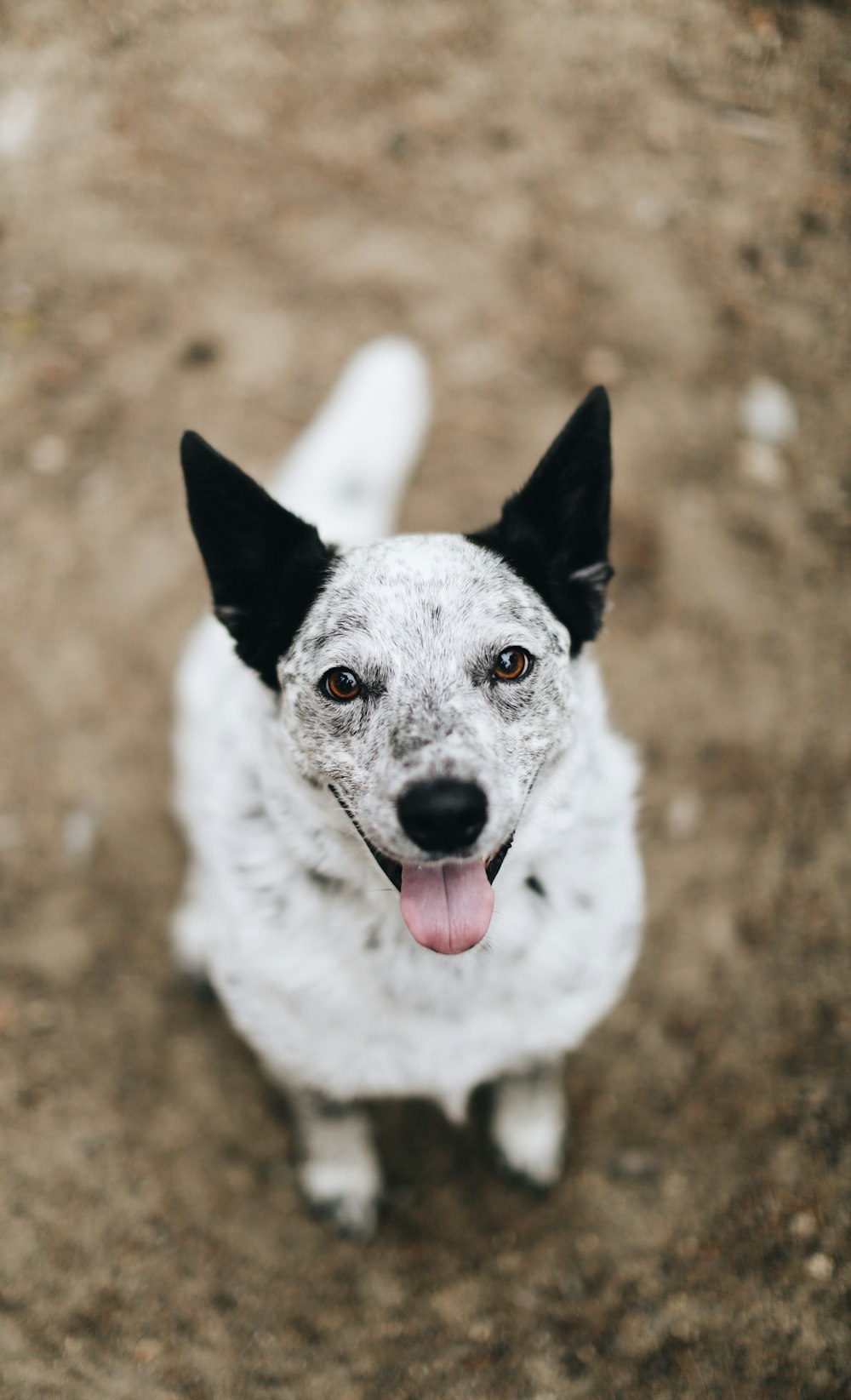 white and black short coated dog sitting on brown ground