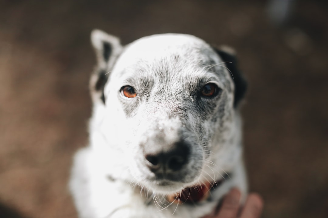 white and black short coated dog