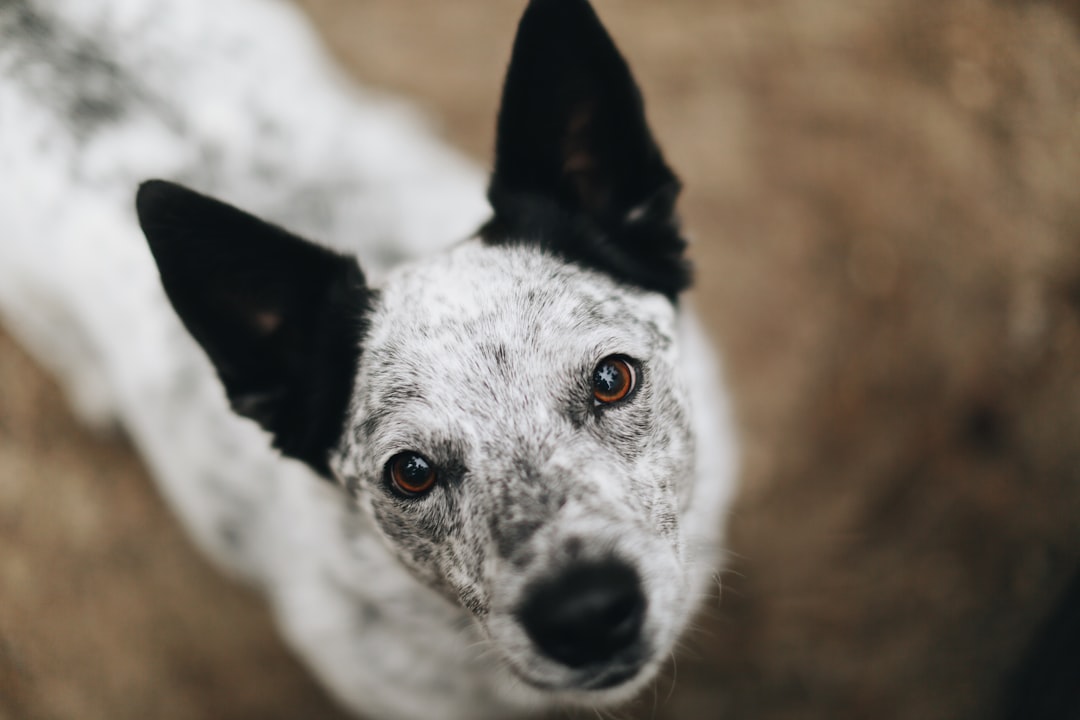 black and white short coated dog