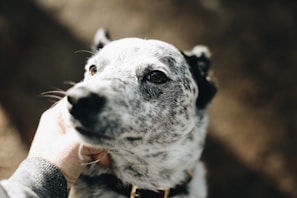A close-up of a black and white speckled dog being petted on the neck by a human hand. The dog's eyes are expressive and the lighting creates a warm atmosphere.