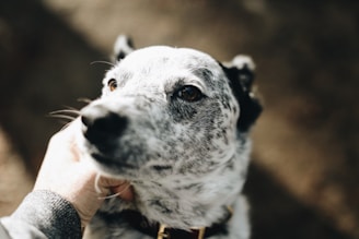 A close-up of a black and white speckled dog being petted on the neck by a human hand. The dog's eyes are expressive and the lighting creates a warm atmosphere.