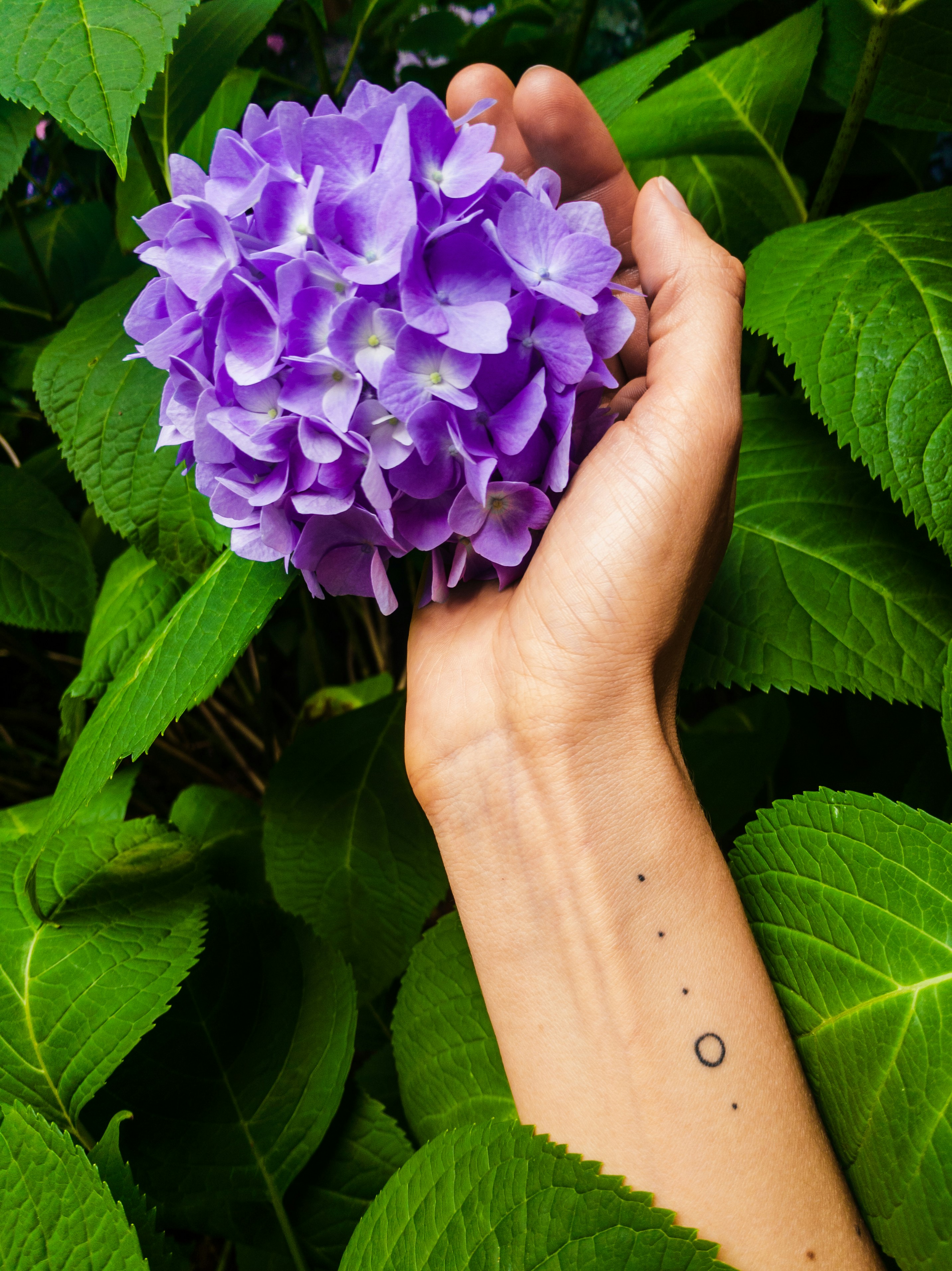 purple flower on persons hand
