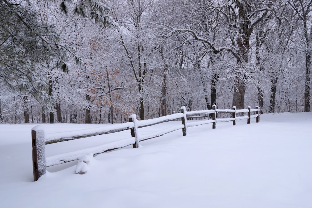 snow covered trees during daytime