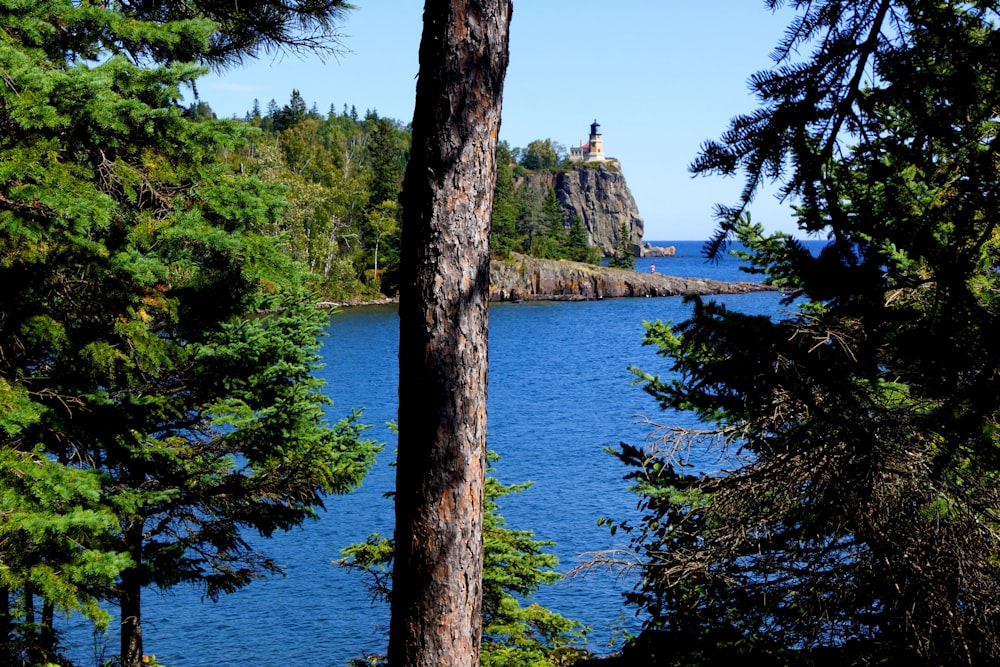 green trees beside body of water during daytime