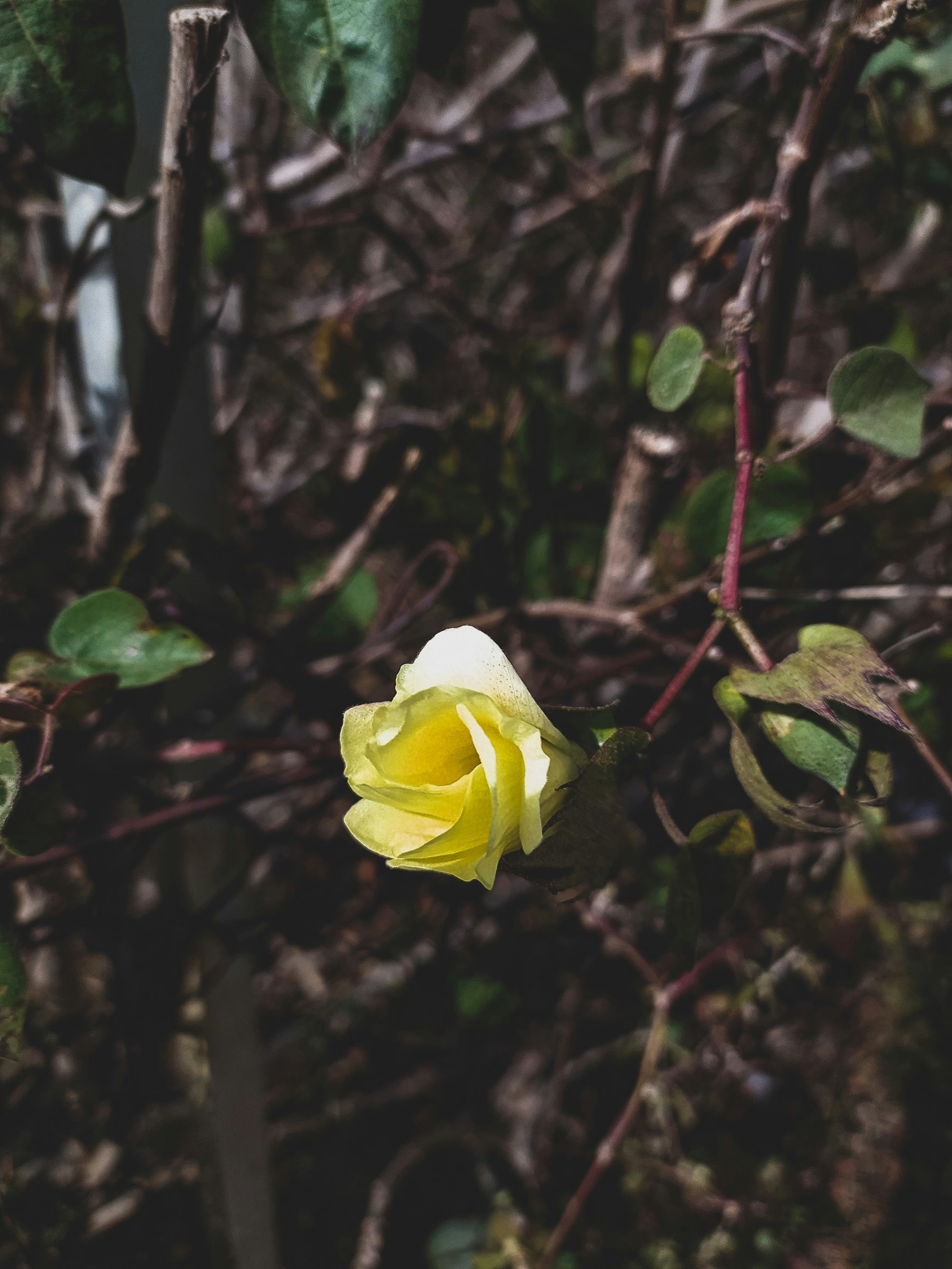 fiore bianco con foglie verdi
