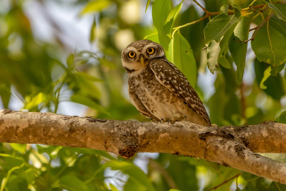 brown owl on brown tree branch during daytime