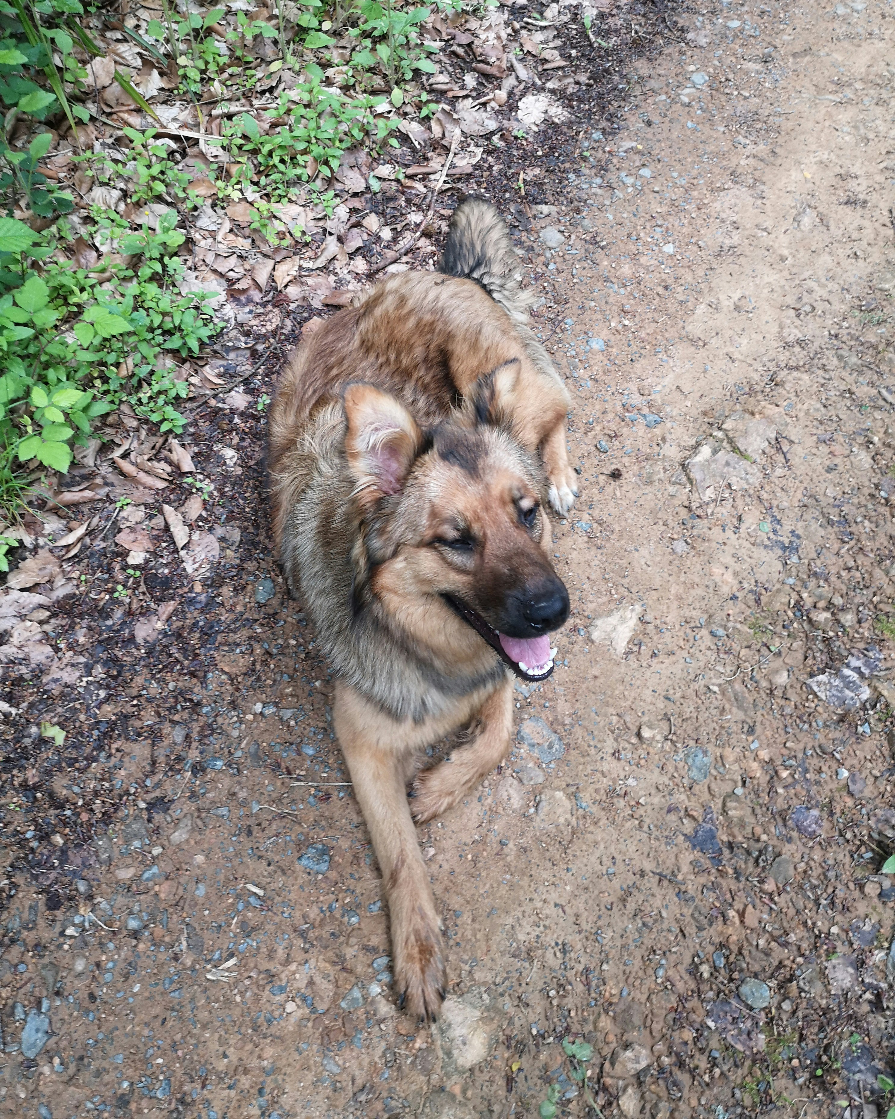 brown and black german shepherd lying on ground