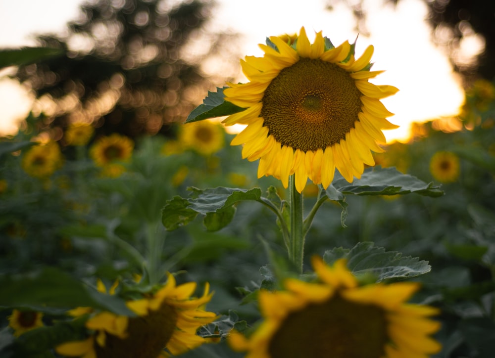 yellow sunflower in tilt shift lens