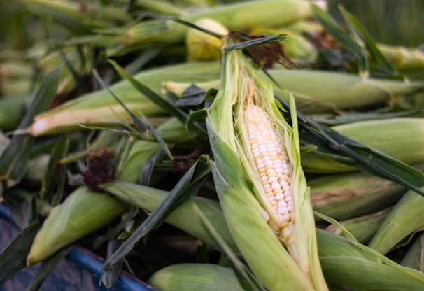 Fresh corn ears with green husks partially peeled back, resting on a farm table.