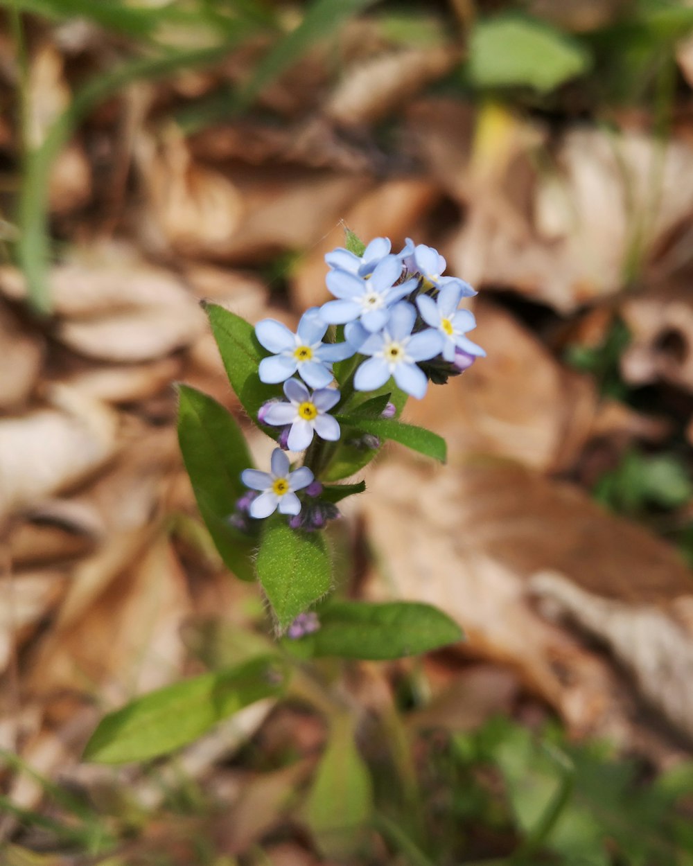 blue and white flower in tilt shift lens