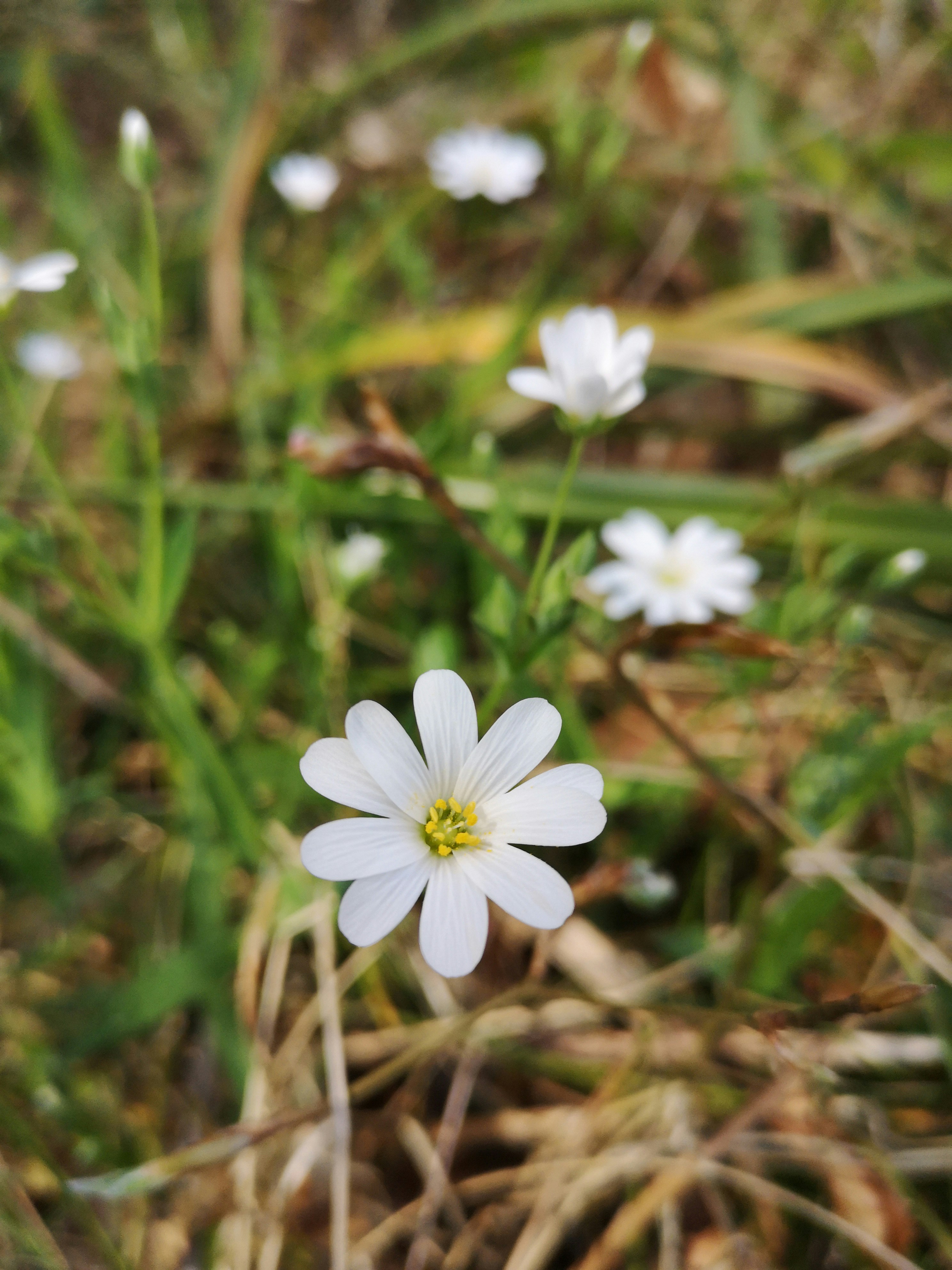 Photo by vjeblackbirdlion