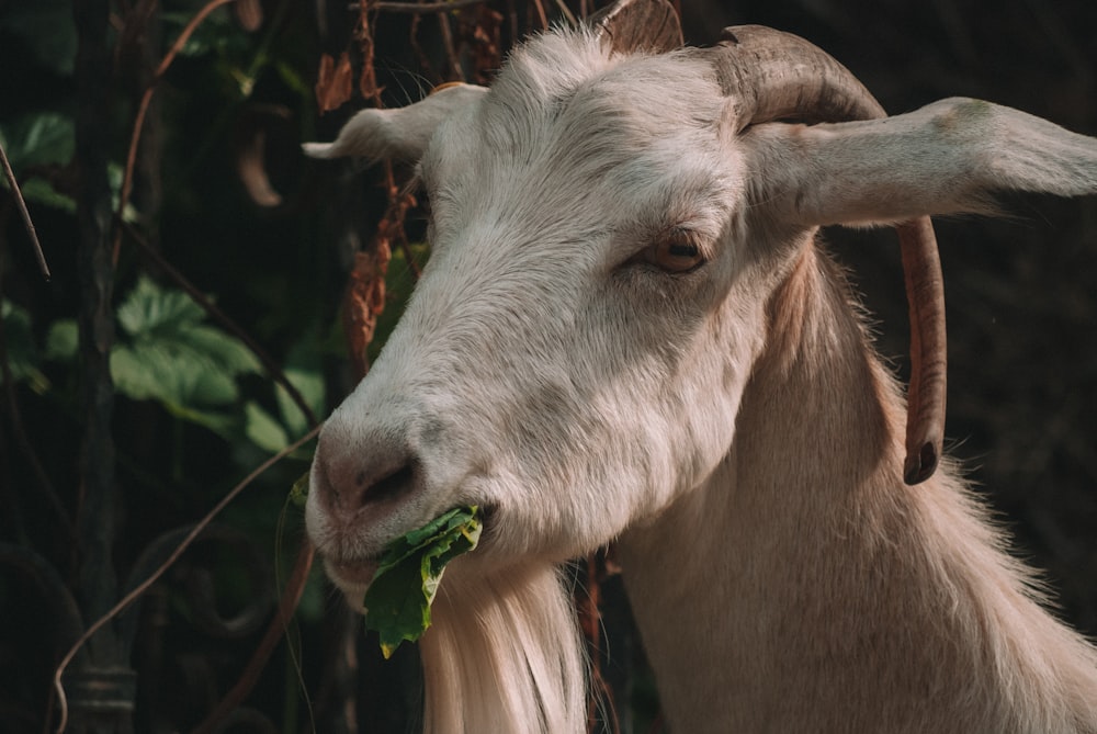white and brown goat in tilt shift lens