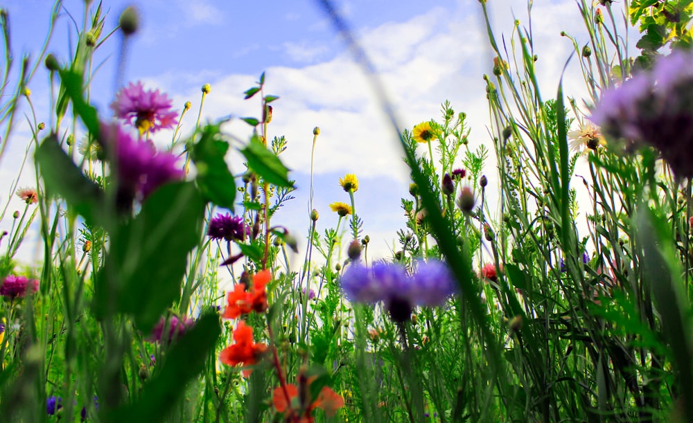 red and purple flowers under blue sky during daytime