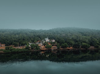 green trees beside body of water during daytime
