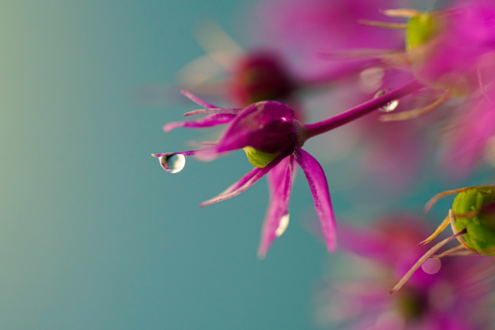 Lila Blume in Makroaufnahme