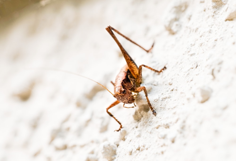 brown grasshopper on white textile