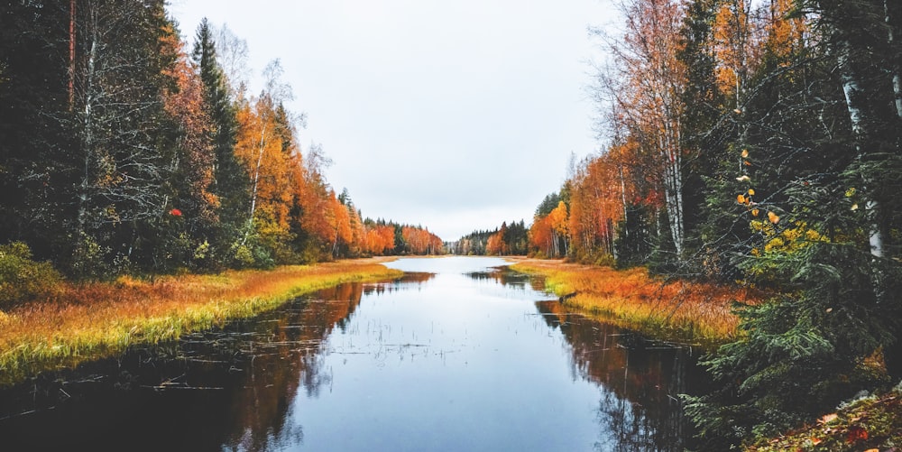 body of water between trees under white sky during daytime