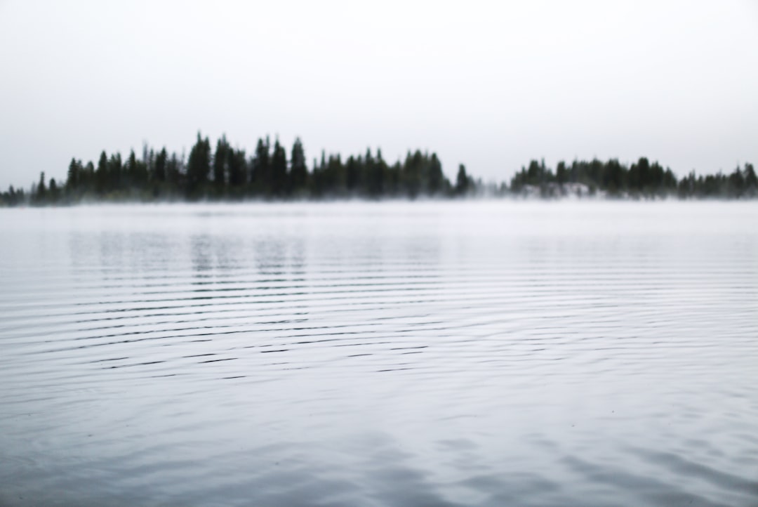 body of water near trees during daytime