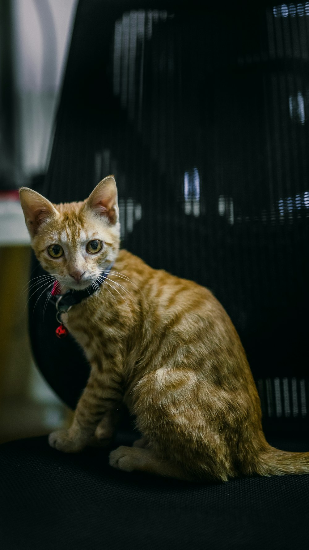 orange tabby cat on black chair