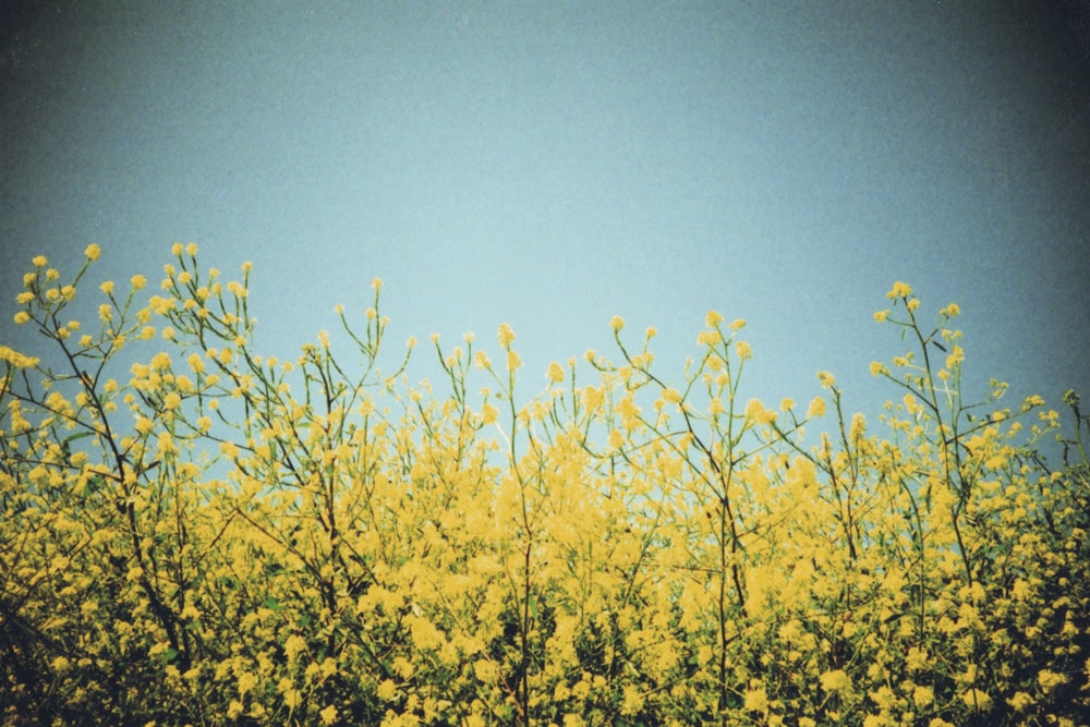 fiore giallo sotto il cielo blu durante il giorno