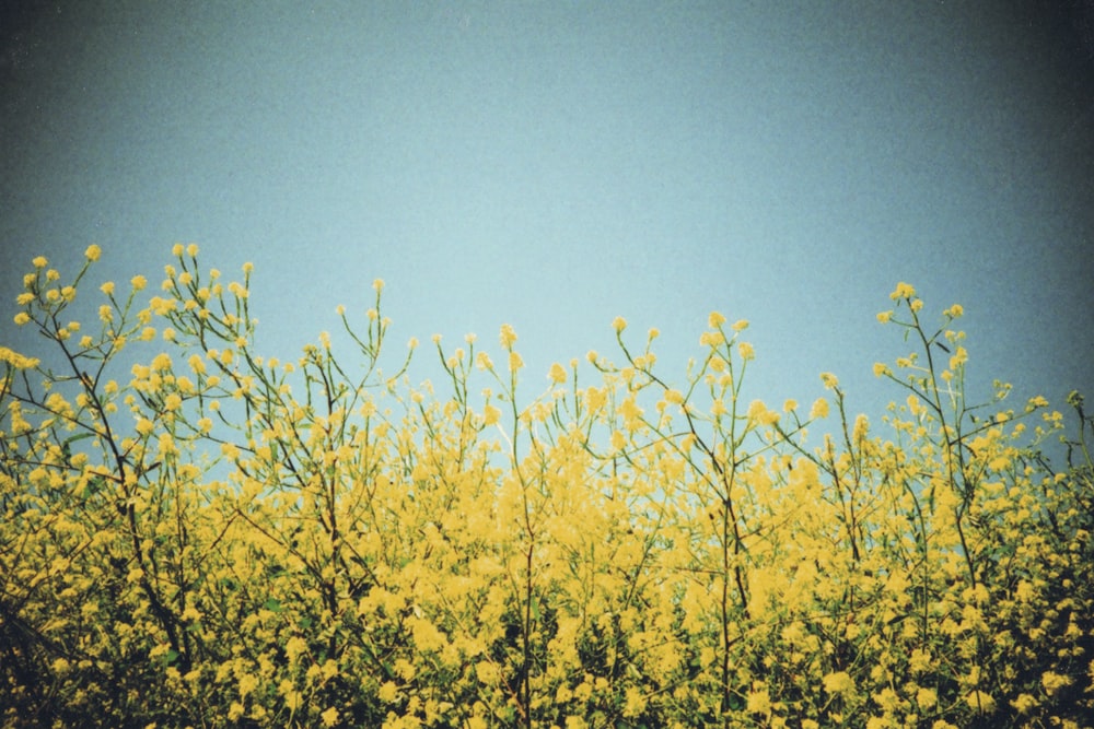 yellow flower under blue sky during daytime