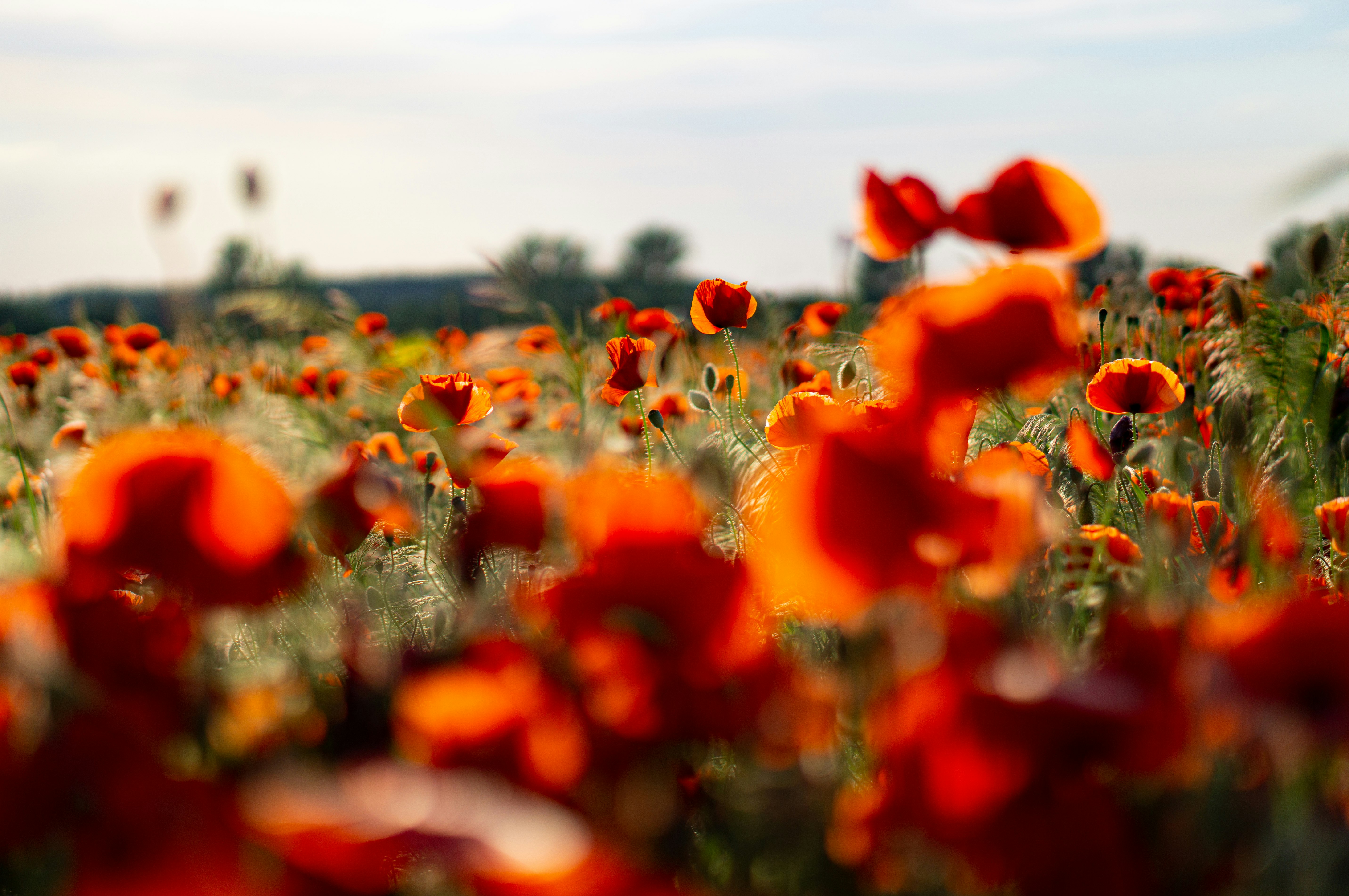 red flowers on green grass field during daytime