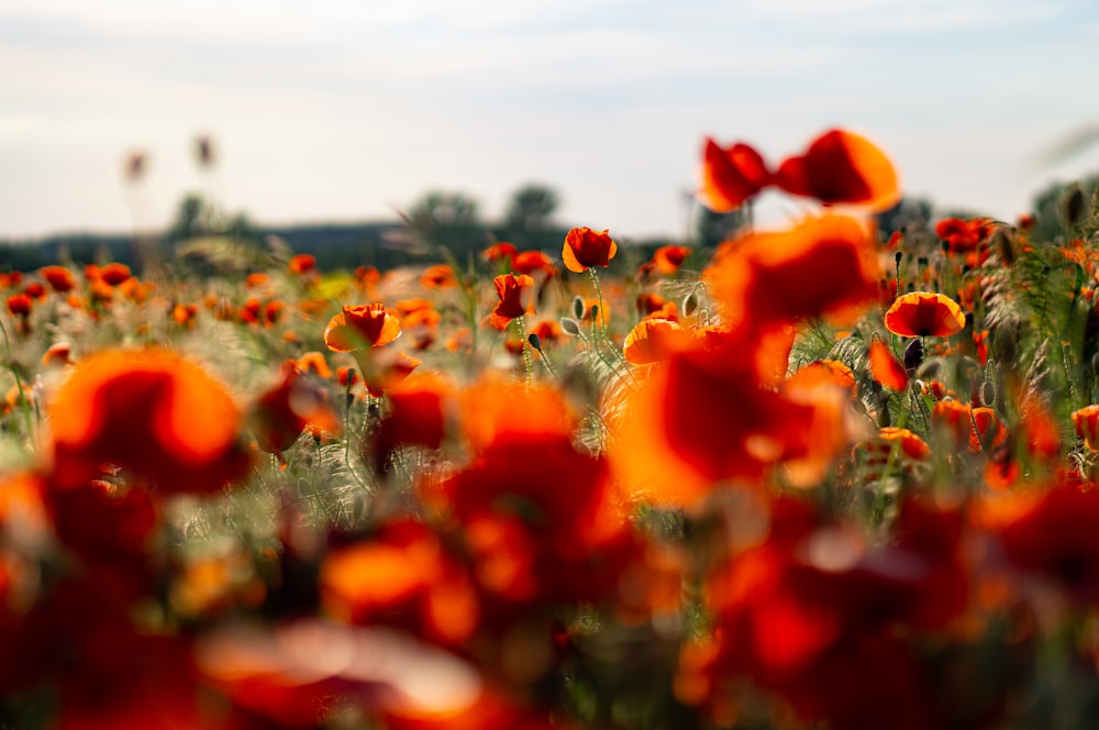 red flowers on green grass field during daytime