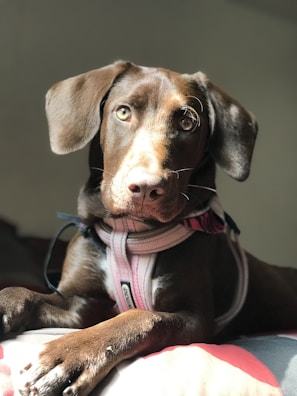 A calm dog sitting patiently, showcasing the effectiveness of the training method.