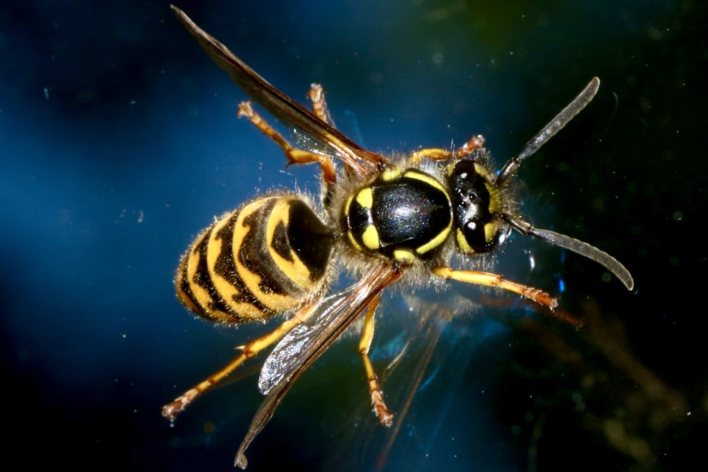 yellow and black bee in close up photography